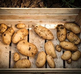 Potatos from our garden on capri