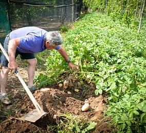 The vegetable garden Da Gelsomina