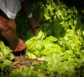 Garden vegetables