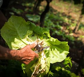 Organic garden