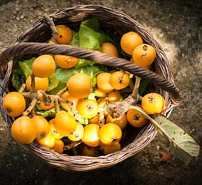 Medlar fruit